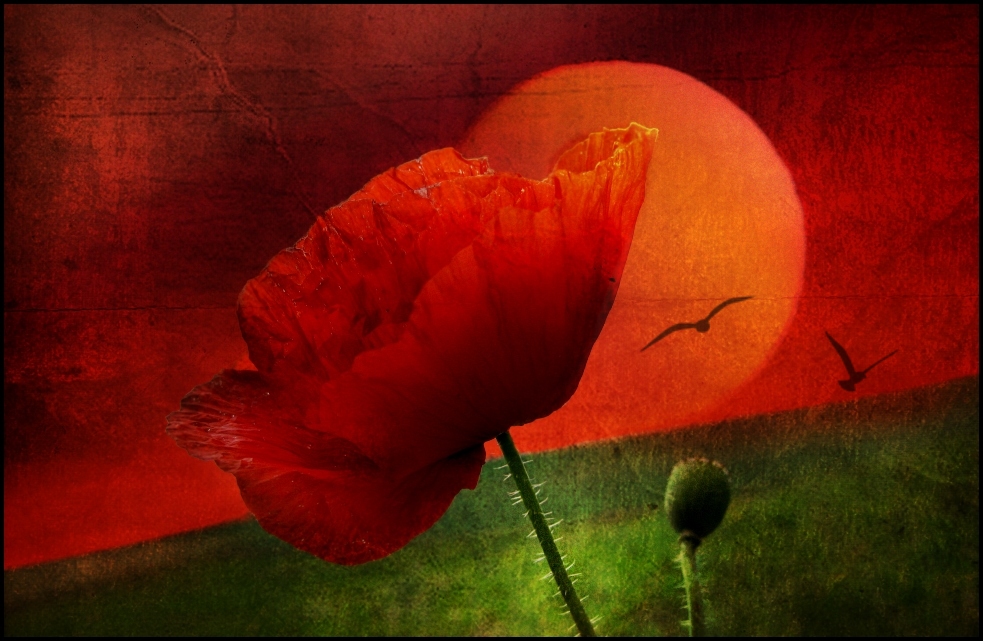 mohn-impressionen 2