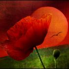 mohn-impressionen 2