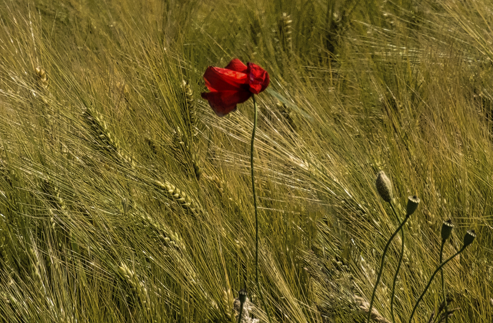 Mohn Impressionen