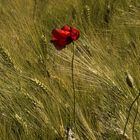 Mohn Impressionen