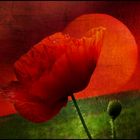 mohn-impressionen