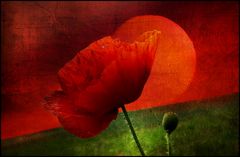 mohn-impressionen