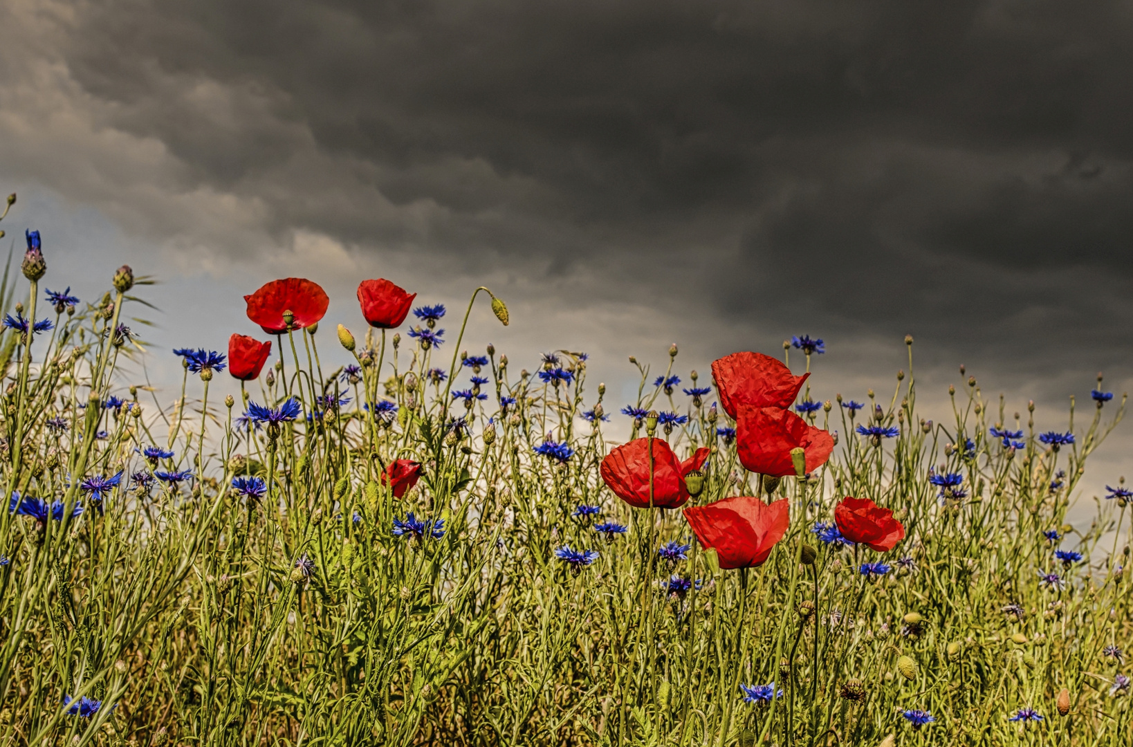 Mohn Impressionen