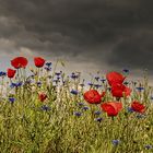 Mohn Impressionen