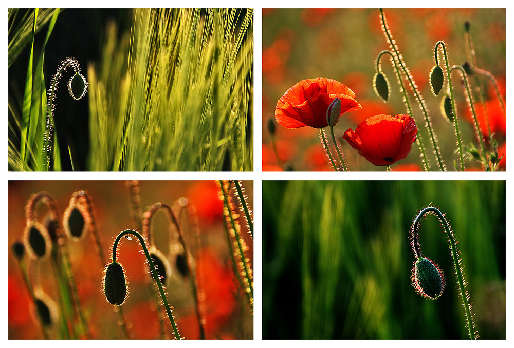 Mohn-Impressionen