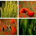 Mohn-Impressionen