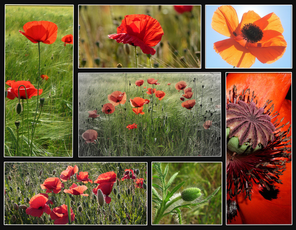 Mohn-Impressionen