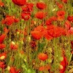 Mohn-Impressionen......