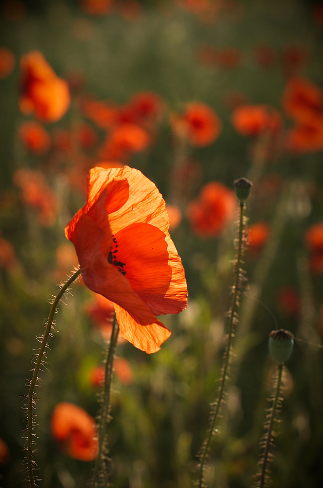 Mohn-Impressionen I