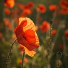 Mohn-Impressionen I