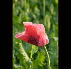 Mohn-Impressionen II