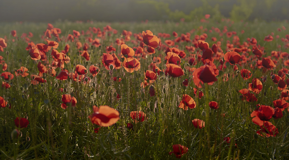 Mohn-Impressionen II