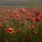 Mohn-Impressionen II