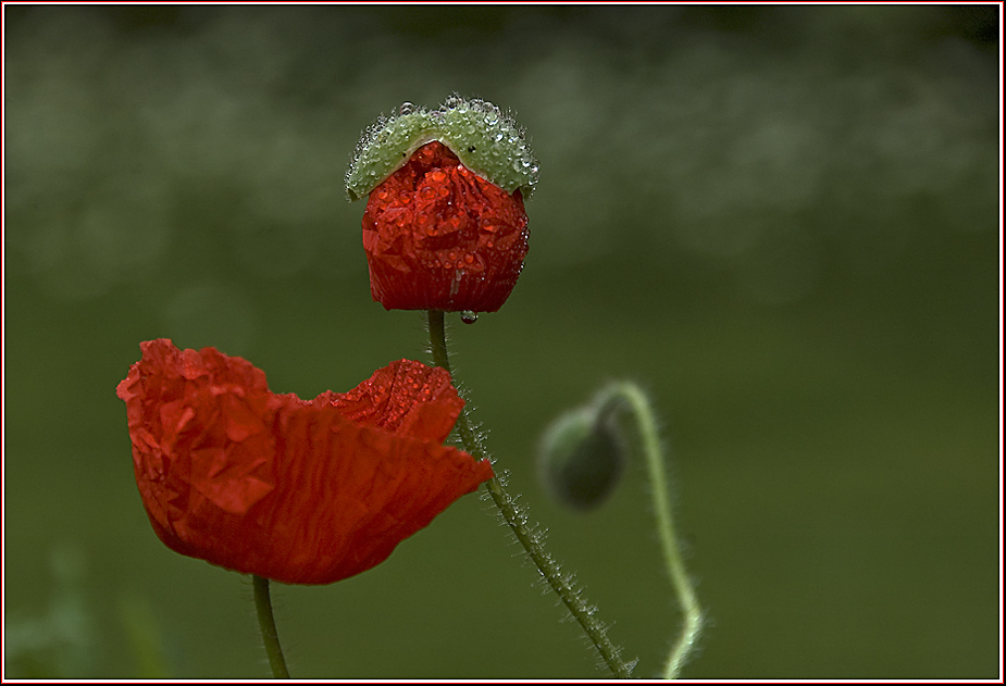 Mohn in 3 Stadien