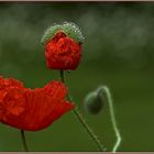 Mohn in 3 Stadien