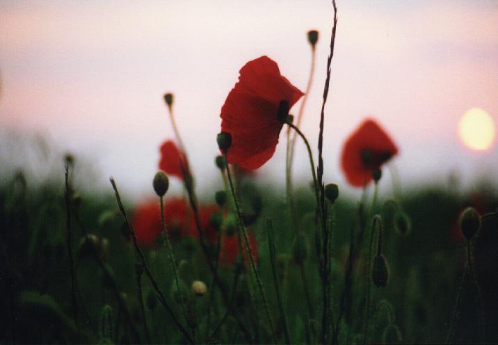 mohn in abendsonne