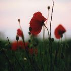 mohn in abendsonne