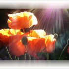 Mohn in Abendsonne