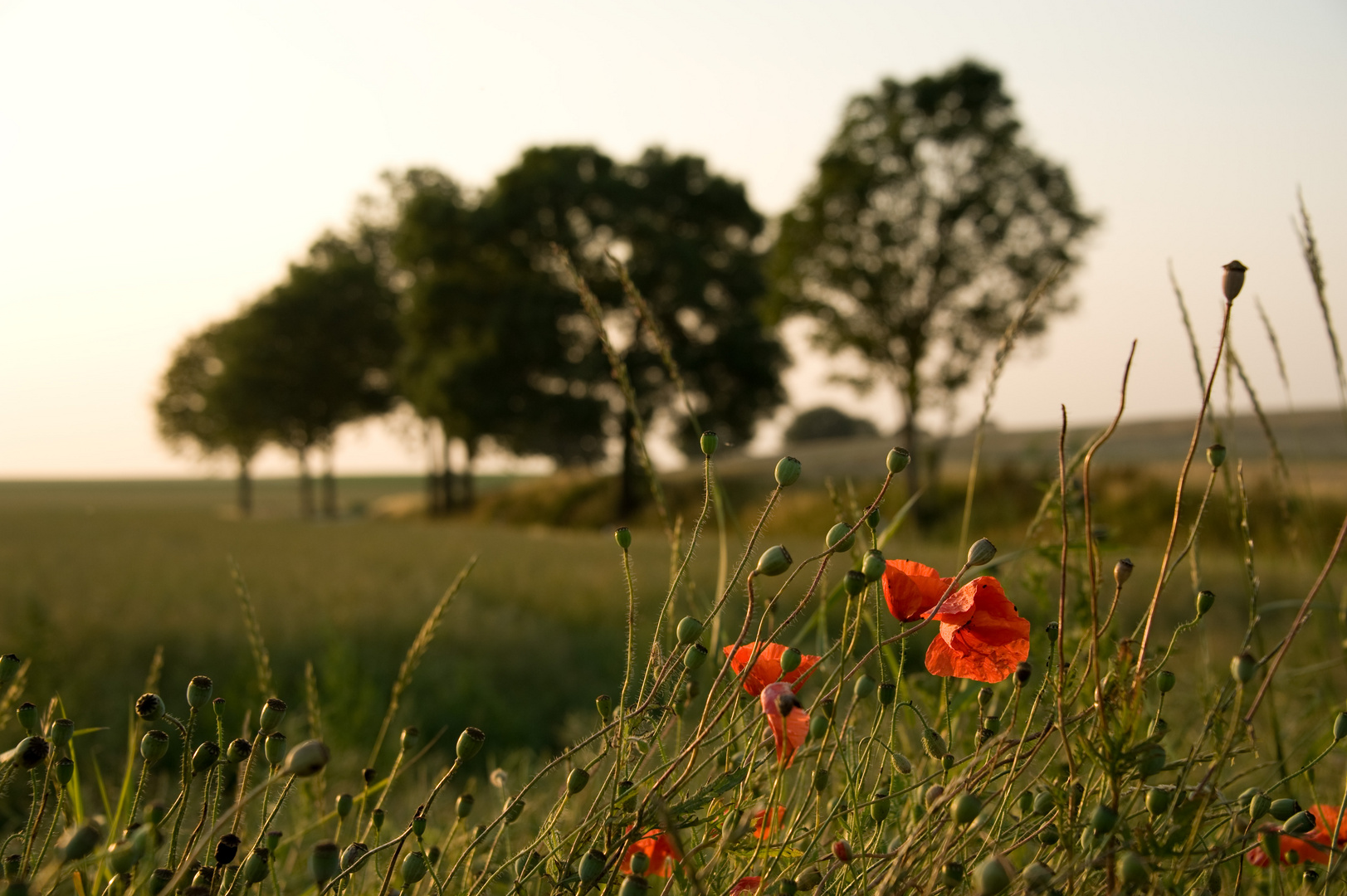 Mohn in Abendstimmung