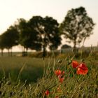 Mohn in Abendstimmung