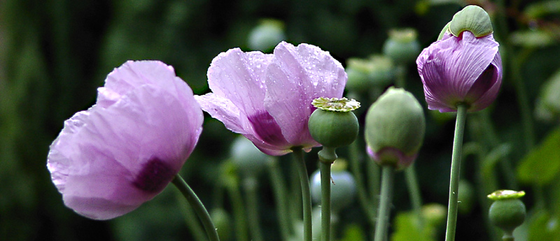 Mohn in allen Entwicklungsstufen...