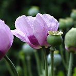 Mohn in allen Entwicklungsstufen...