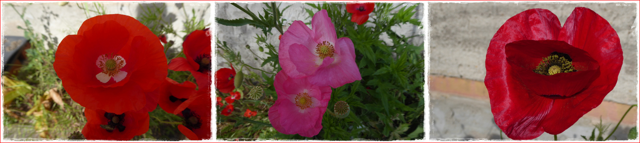 Mohn in allen Farben