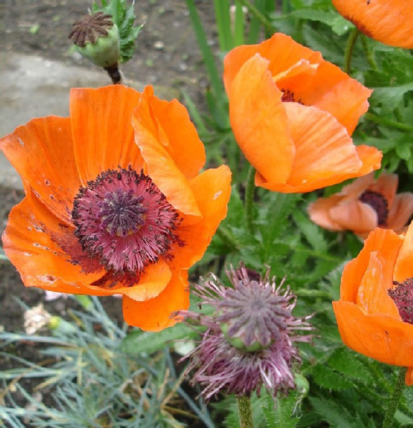 Mohn in allen Stadien