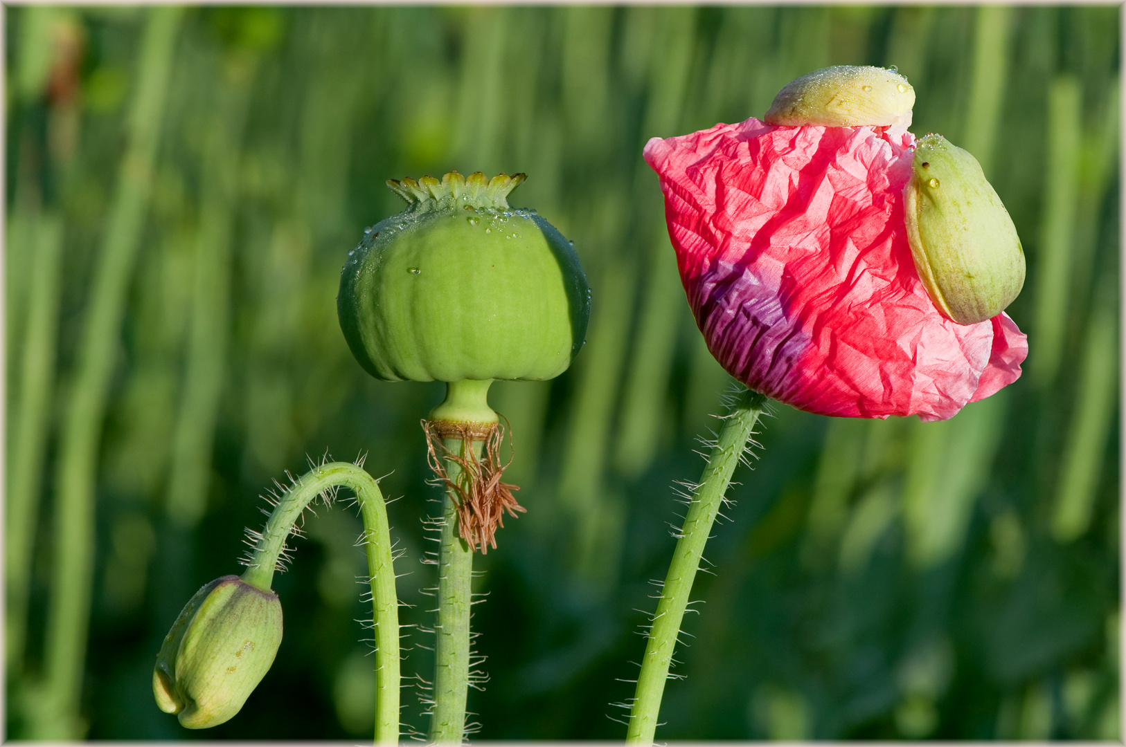 Mohn in allen Stadien