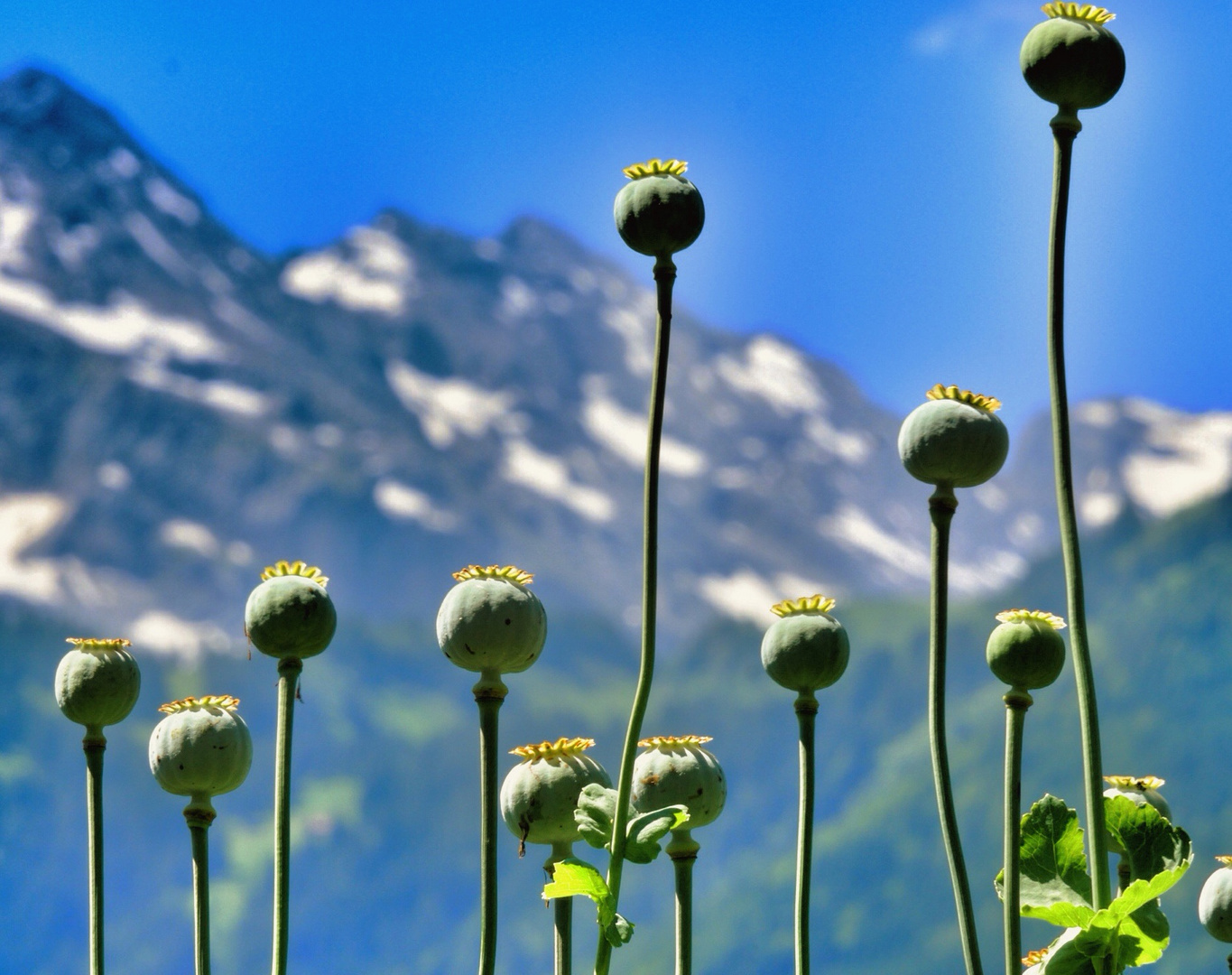 Mohn in Altdorf