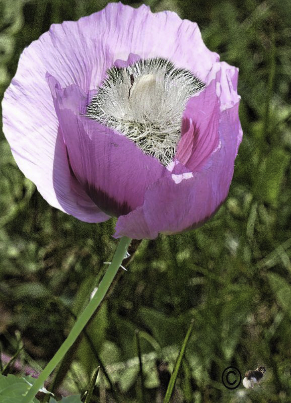 Mohn in anderer Form-gebastelt halt...