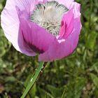 Mohn in anderer Form-gebastelt halt...