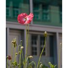 Mohn in Berlin