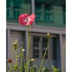 Mohn in Berlin