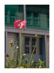 Mohn in Berlin