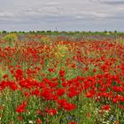 Mohn in bester Gesellschaft.....