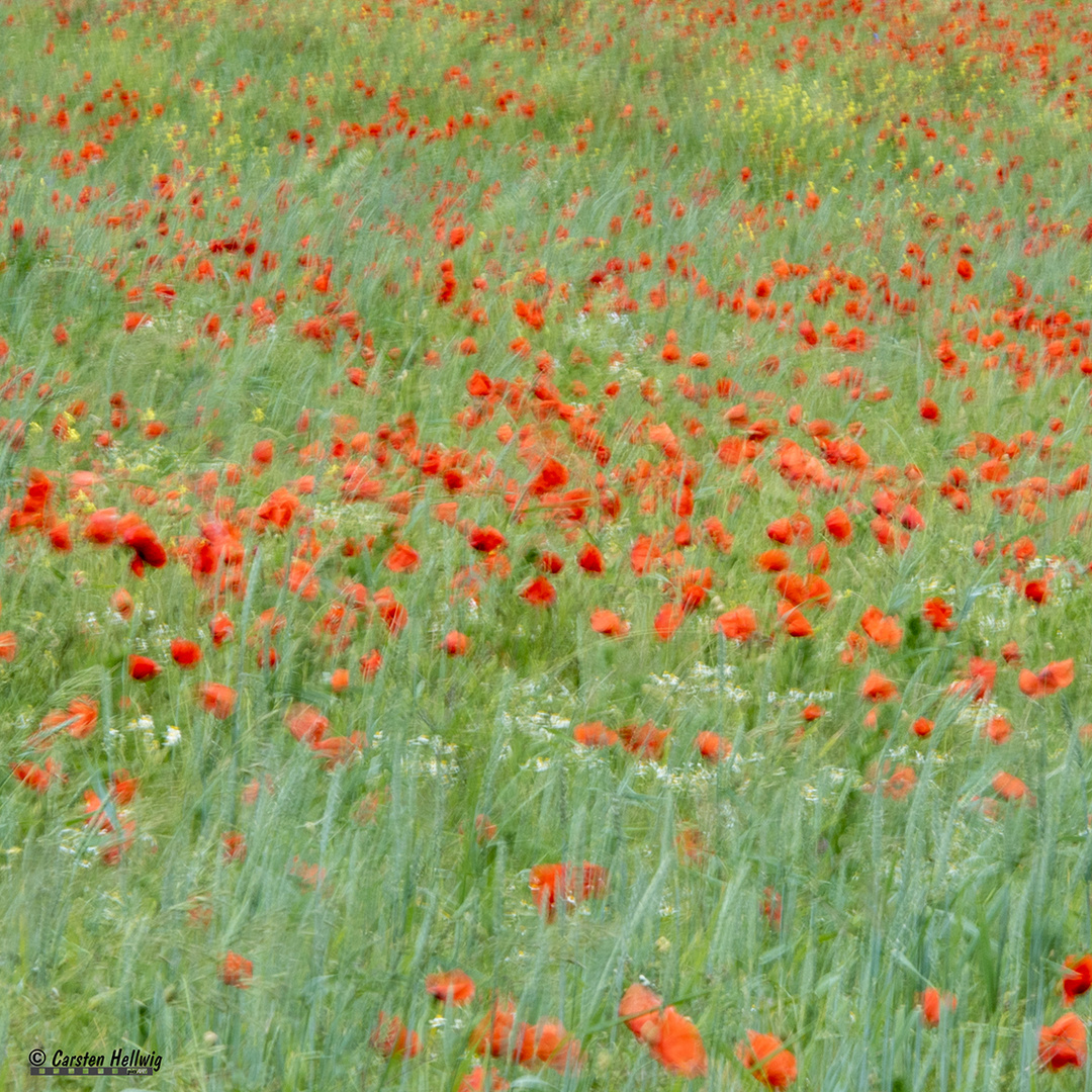 Mohn in Bewegung 