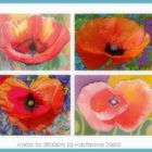 Mohn in Bildern