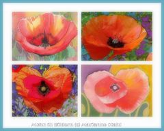 Mohn in Bildern