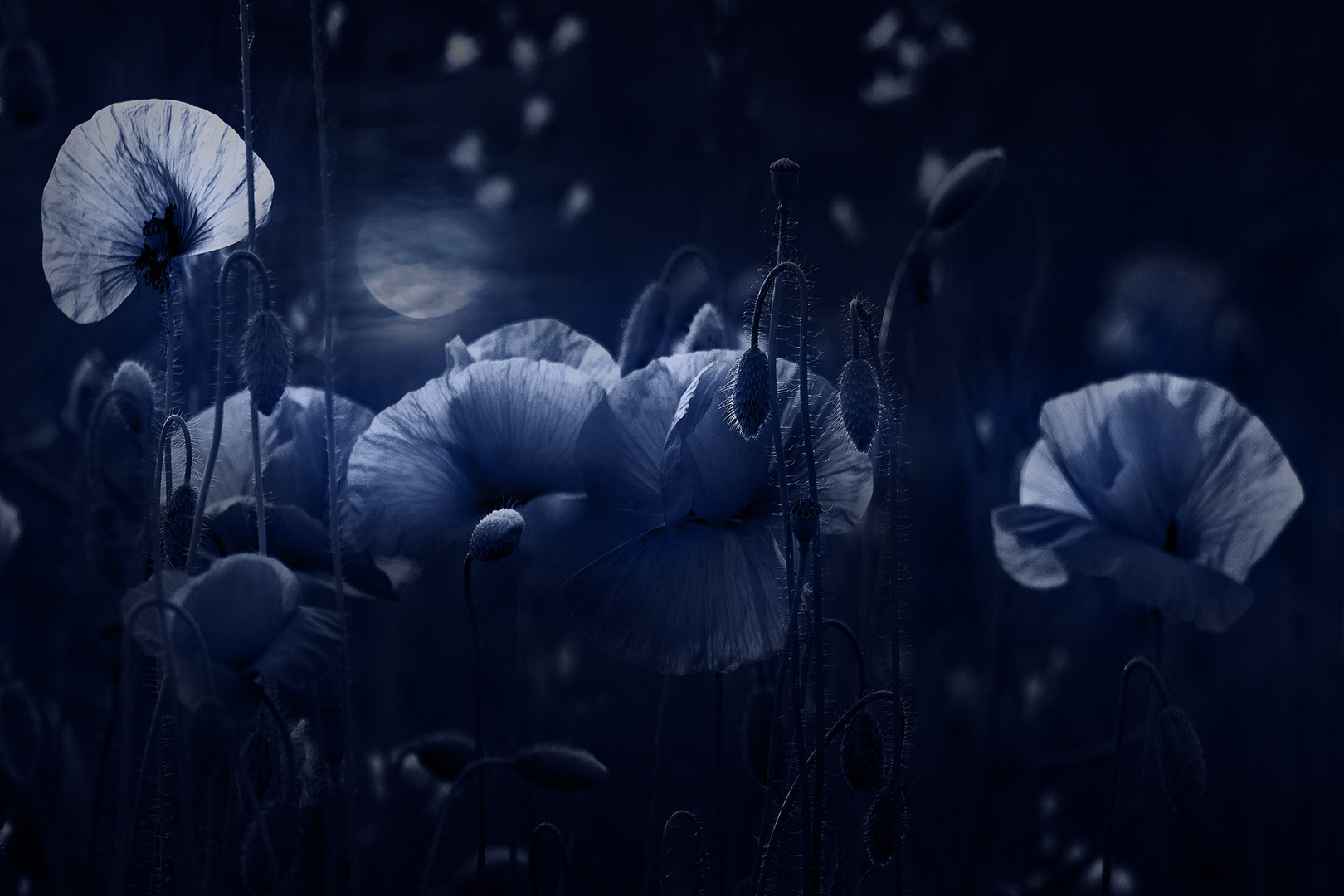 Mohn in blau