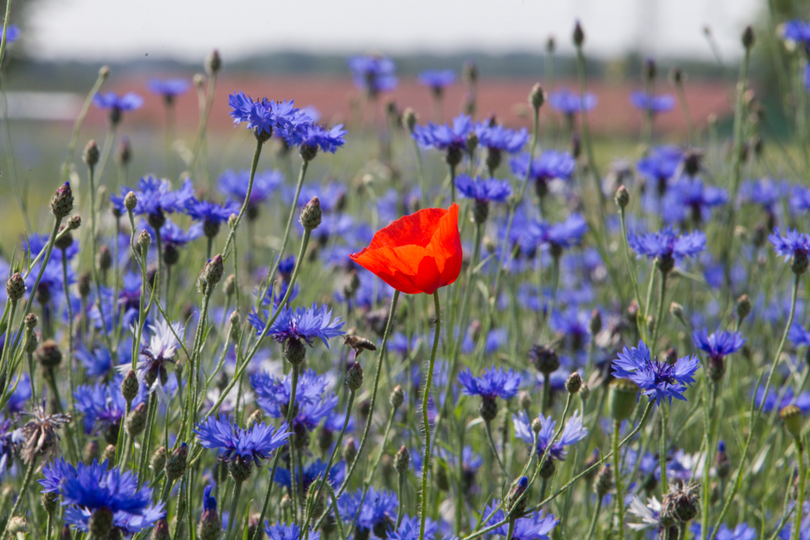 mohn in blauer gesellschaft