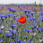 mohn in blauer gesellschaft