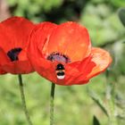 Mohn in Blüte