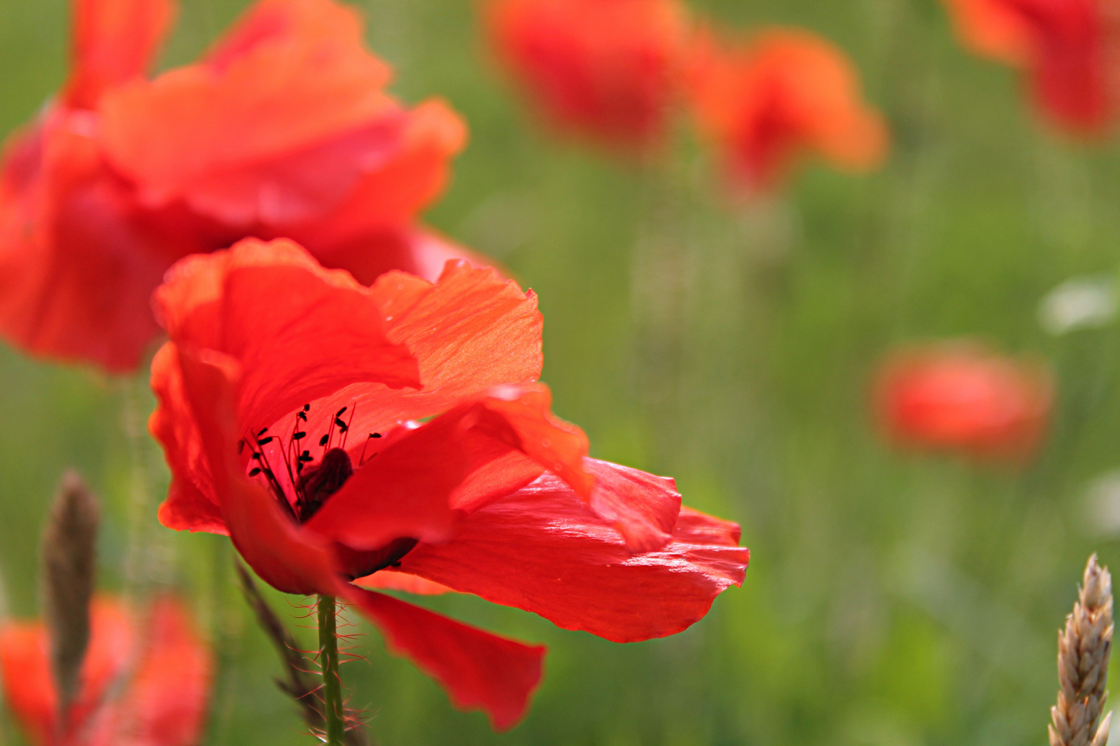 Mohn in Bocholt