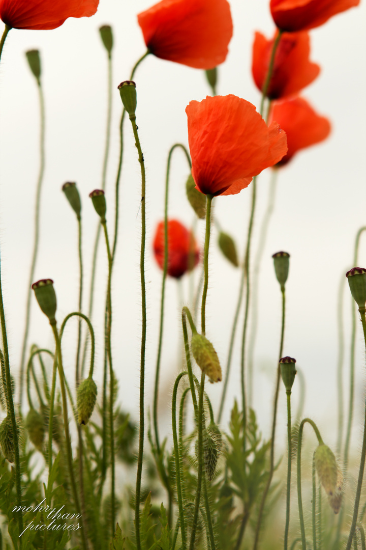 Mohn in Bracht