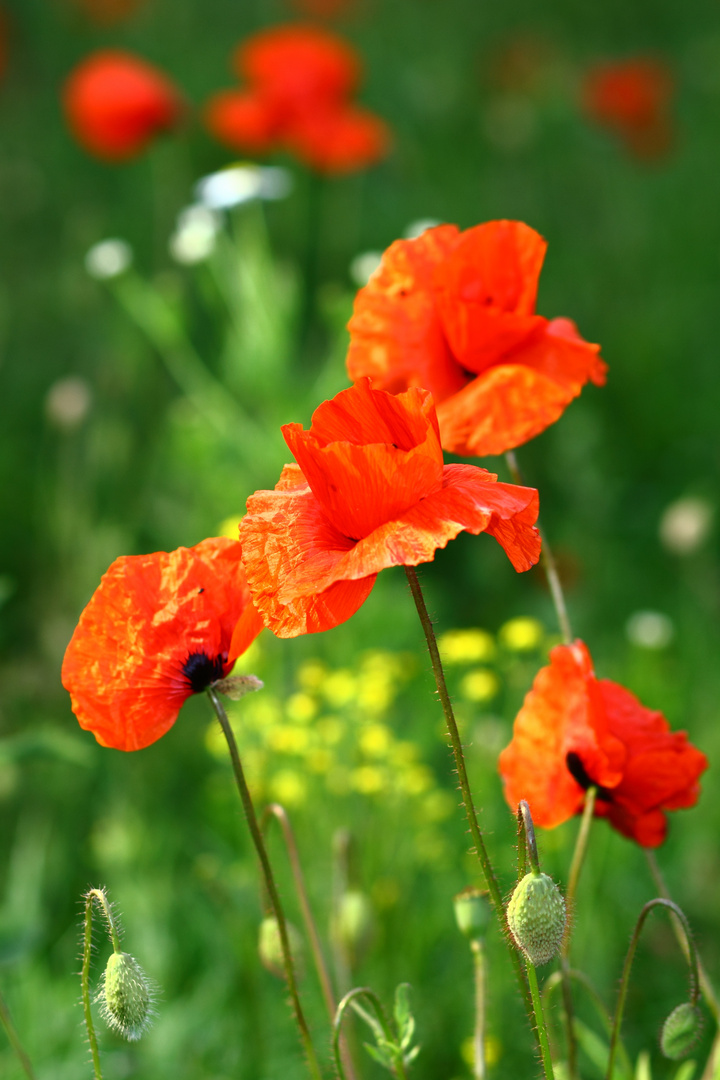 Mohn in Brandenburg