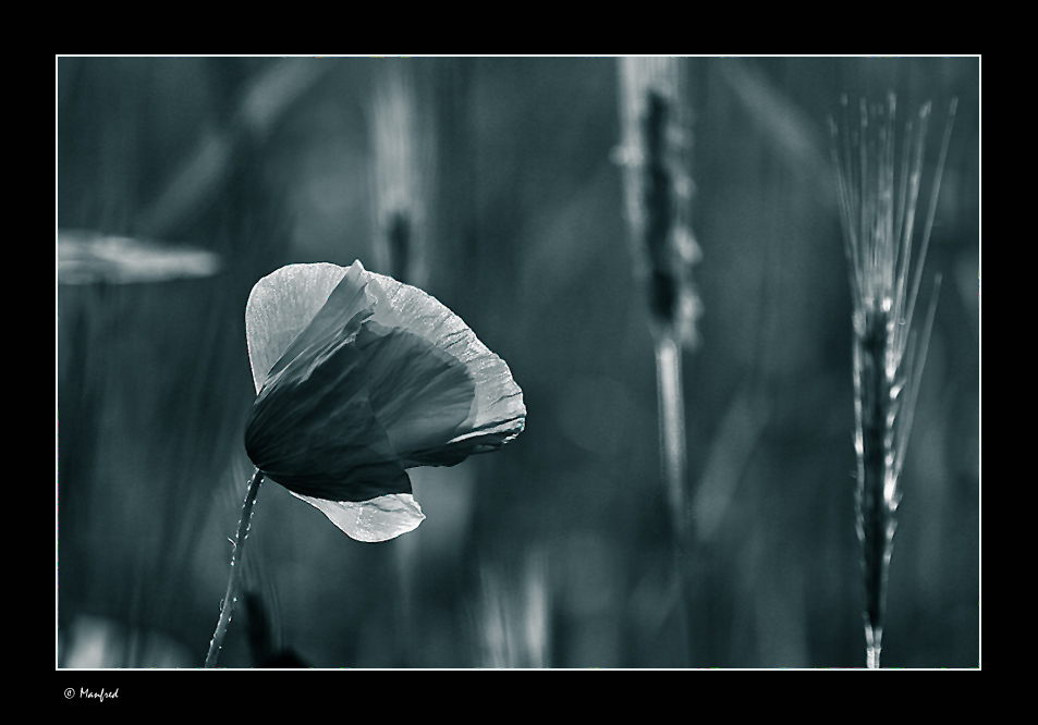 Mohn in B&W