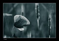 Mohn in B&W