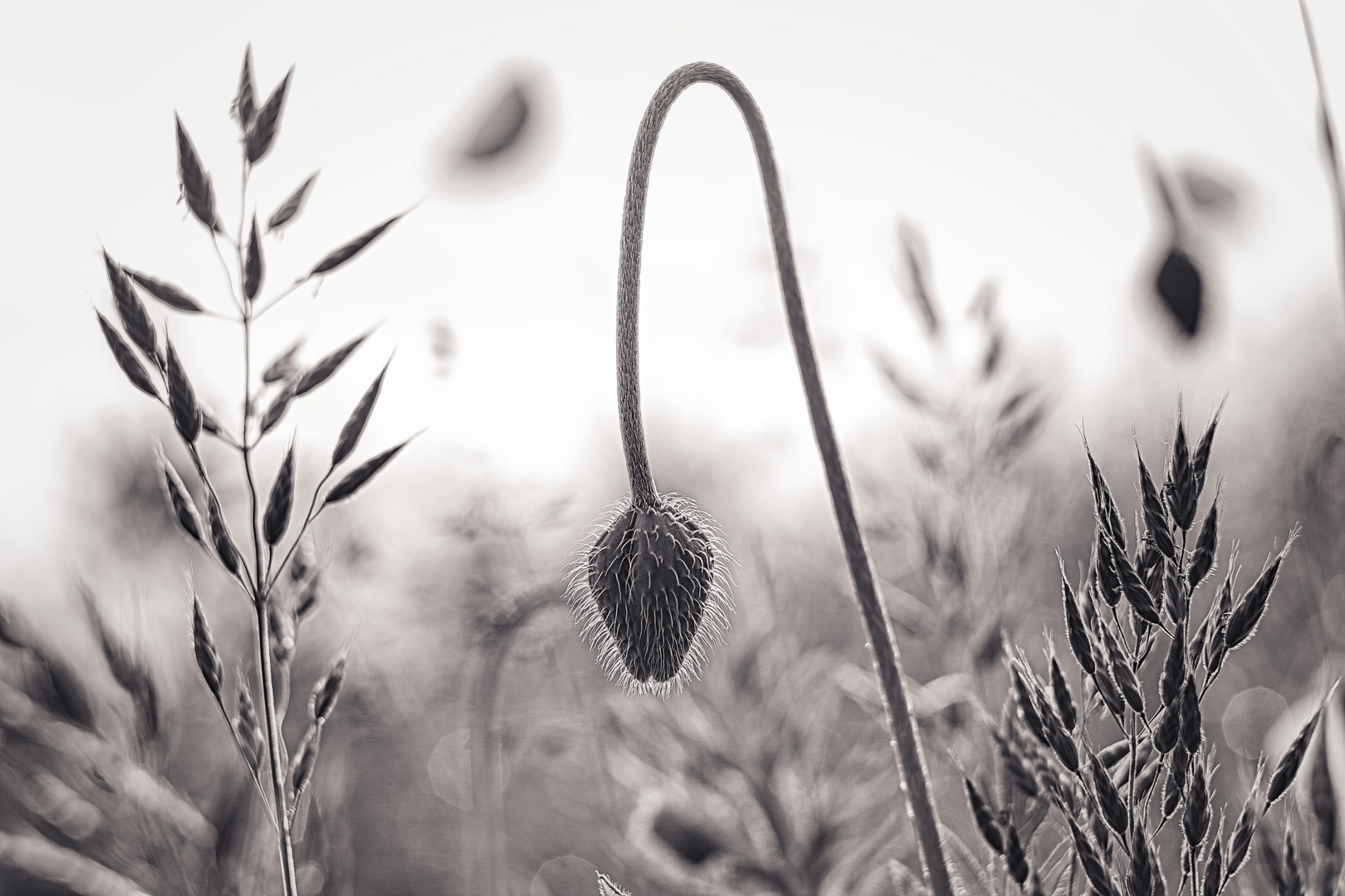 Mohn in b&w