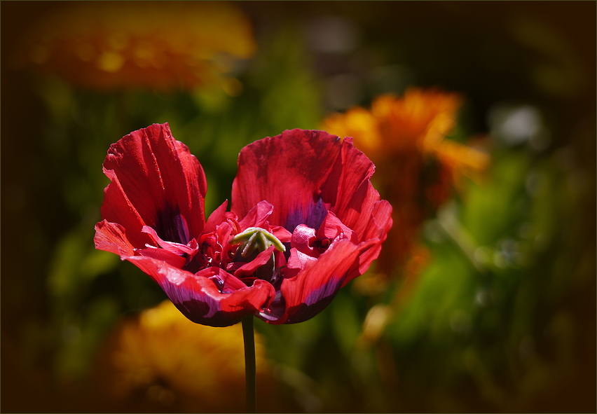 Mohn in Cilaosa ...